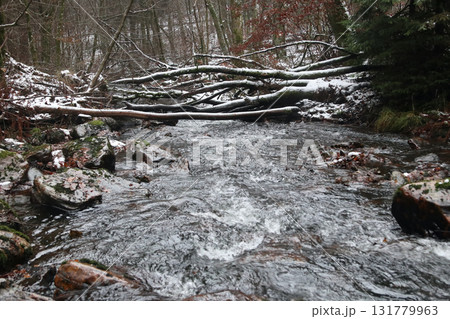in the forest in the forest 131779963