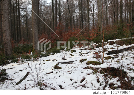 in the forest in the forest 131779964