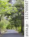 新緑に包まれる公園の散歩道 131780087