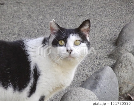 見上げる猫 131780550
