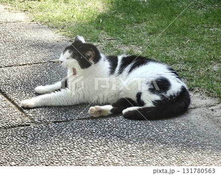 あくびする猫 あくびする猫 131780563