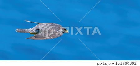 穏やかな日本海をバックに悠然と飛ぶハヤブサ成鳥 131780892