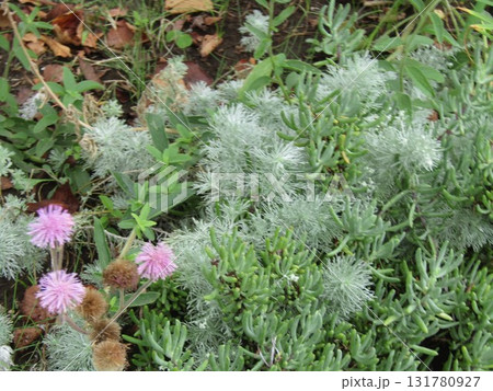 マツバギクとアサギリ草 マツバギクとアサギリ草 131780927