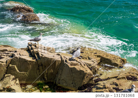 岩場に立つウミネコ 浄土ヶ浜 岩場に立つウミネコ 浄土ヶ浜 131781068