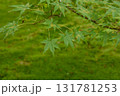 清々しく爽やかな青もみじ 131781253