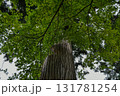 緑が爽やかな大きな木 131781254