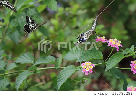 秋の公園に咲くカラフルなランタナの花の周りを飛び回る3匹のキアゲハ蝶 秋の公園に咲くカラフルなランタナの花の周りを飛び回る3匹のキアゲハ蝶 131781282