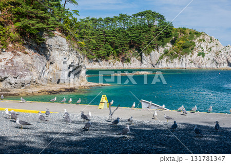 海岸に群れるウミネコ 浄土ヶ浜 海岸に群れるウミネコ 浄土ヶ浜 131781347