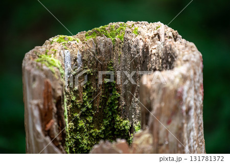 台湾 樹皮 木皮 131781372