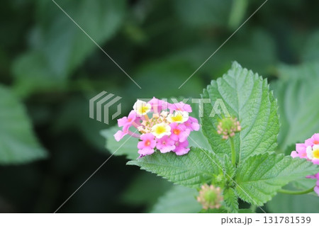秋の公園に咲くカラフルなランタナの花 131781539