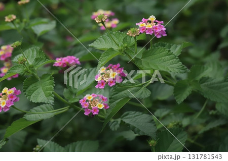 秋の公園に咲くカラフルなランタナの花 秋の公園に咲くカラフルなランタナの花 131781543