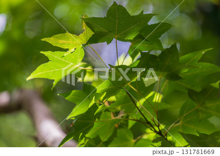 台湾 木の葉 葉 131781669