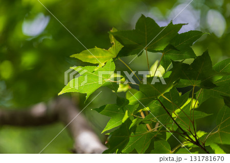 台湾 木の葉 葉 131781670