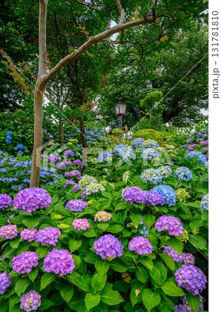文京あじさいまつり 131781810