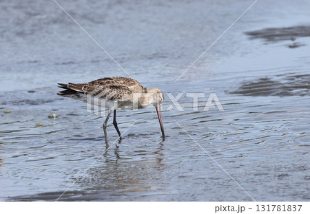干潟で採食するオオソリハシシギの幼鳥 131781837