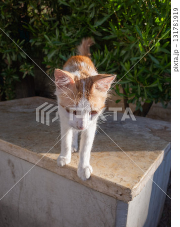 【ヨルダン】首都アンマンの市街地の生垣側に佇む野良猫 【ヨルダン】首都アンマンの市街地の生垣側に佇む野良猫 131781919