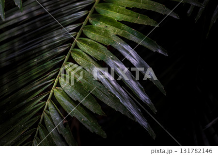 台湾 八手 テングノハウチワ 131782146