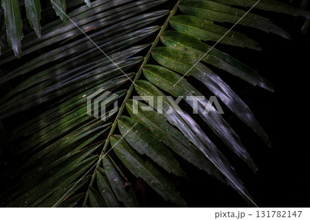 台湾 八手 テングノハウチワ 131782147