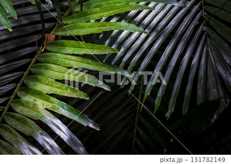 台湾 八手 テングノハウチワ 131782149