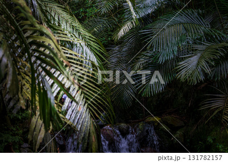 台湾 八手 テングノハウチワ 131782157