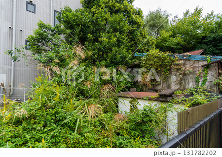 木に覆われた廃屋 131782202