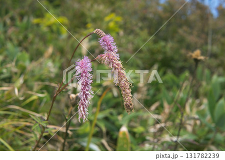 カライトソウ：ピンクの下垂がうなだれる亜高山植物のアップ／長野県八方尾根・9月 131782239
