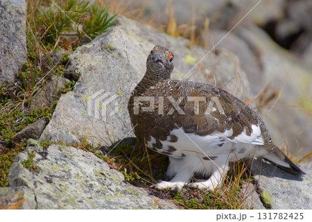 北アルプス、奥穂高岳に生息する雷鳥 131782425