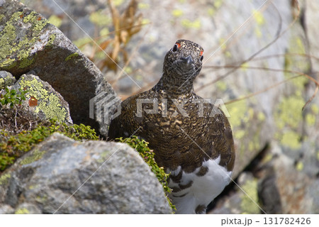 北アルプス、奥穂高岳に生息する雷鳥 131782426