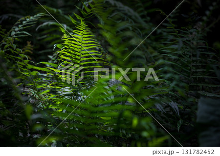 台湾 木の葉 葉 131782452