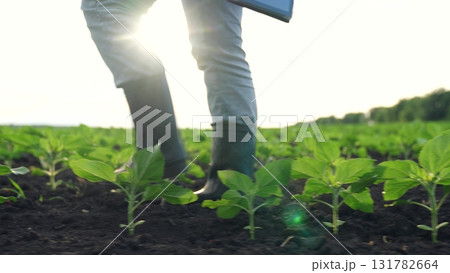 Agriculture, Footsteps in garden, Boots press down, Soil shapes around, Young crops benefit, Water feeds roots, Air circulates, Person focuses on task, Repetition daily, Healthy farming discussed Agriculture, Footsteps in garden, Boots press down, Soil shapes around, Young crops benefit, Water feeds roots, Air circulates, Person focuses on task, Repetition daily, Healthy farming discussed 131782664