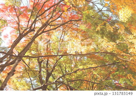 紅葉 131783149