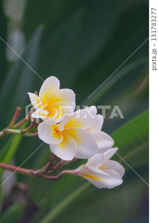 white and yellow frangipani flowers on tree white and yellow frangipani flowers on tree 131783277
