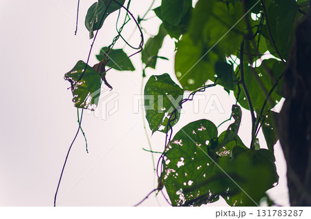 ivy leaves on a wall ivy leaves on a wall 131783287