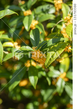 金木犀 花 秋 オレンジ 10月 芳香 縦構図 131783380