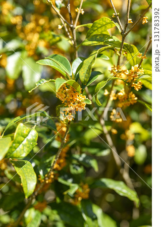 金木犀 花 秋 オレンジ 10月 芳香 縦構図 131783392