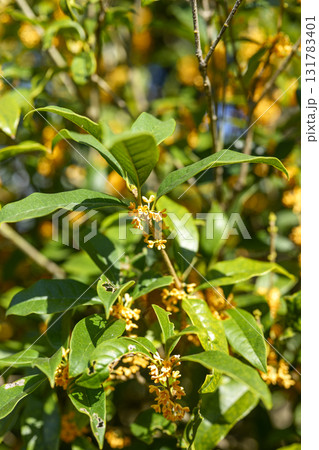 金木犀 花 秋 オレンジ 10月 芳香 縦構図 131783401