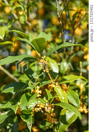 金木犀 花 秋 オレンジ 10月 芳香 縦構図 金木犀 花 秋 オレンジ 10月 芳香 縦構図 131783402