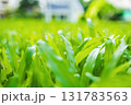 green tea in the morning 131783563