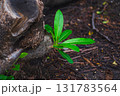 mushroom growing on the ground 131783564