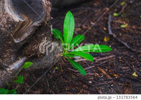 mushroom growing on the ground mushroom growing on the ground 131783564