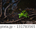spring forest on the mountain river 131783565