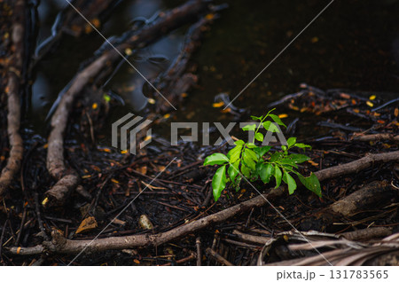 spring forest on the mountain river 131783565