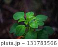 young leaves of the tree in the forest 131783566