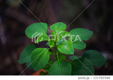 young leaves of the tree in the forest young leaves of the tree in the forest 131783566