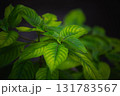 green leaves of fern 131783567