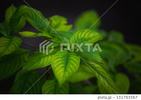 green leaves of fern 131783567