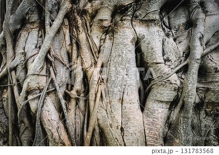 tree trunk in the form of a tree 131783568