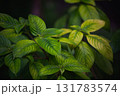 green leaves of fern in the garden 131783574