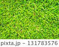 green grass background from the top view 131783576