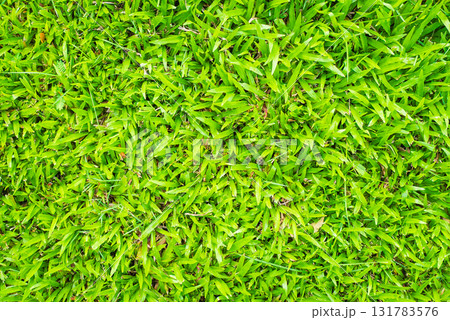green grass background from the top view green grass background from the top view 131783576